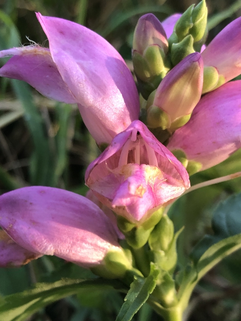Flower Closeup