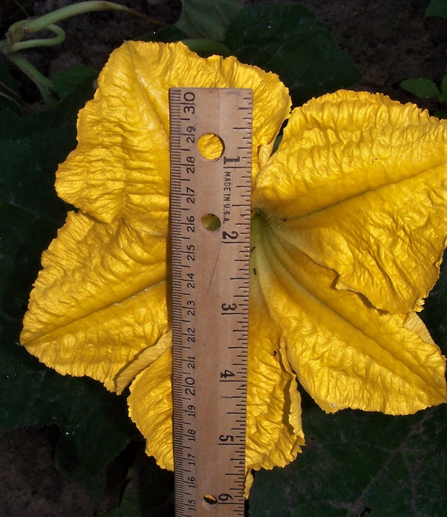 Cucurbita moschata