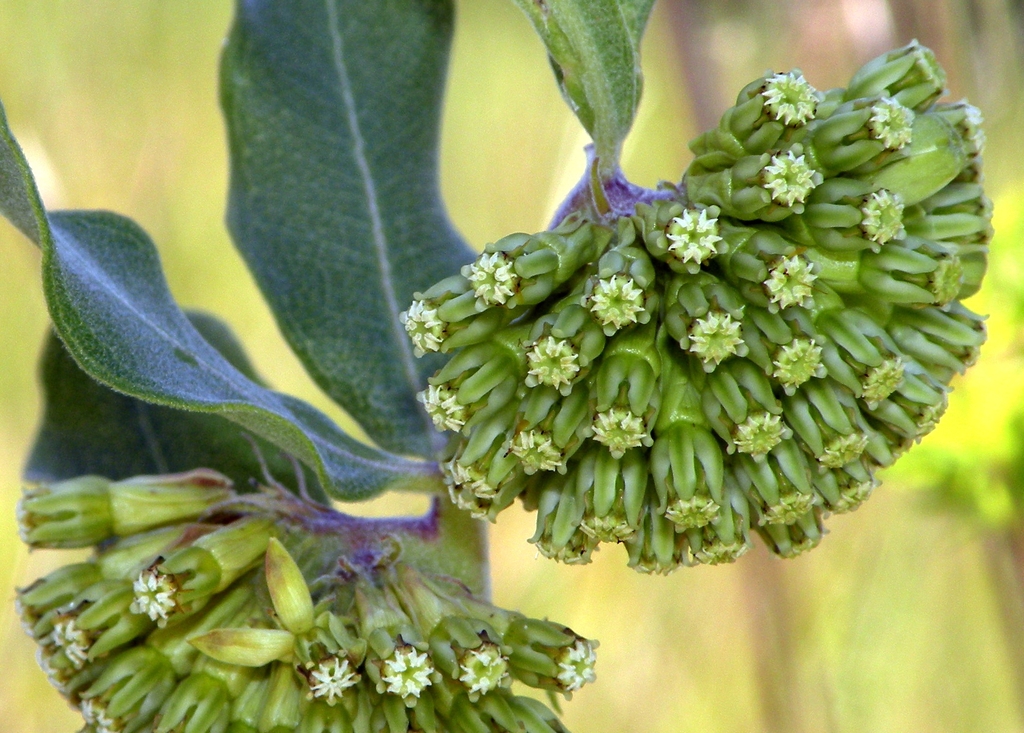 Efflorescence of bullet shaped flowers - Green calyx Yellow tip