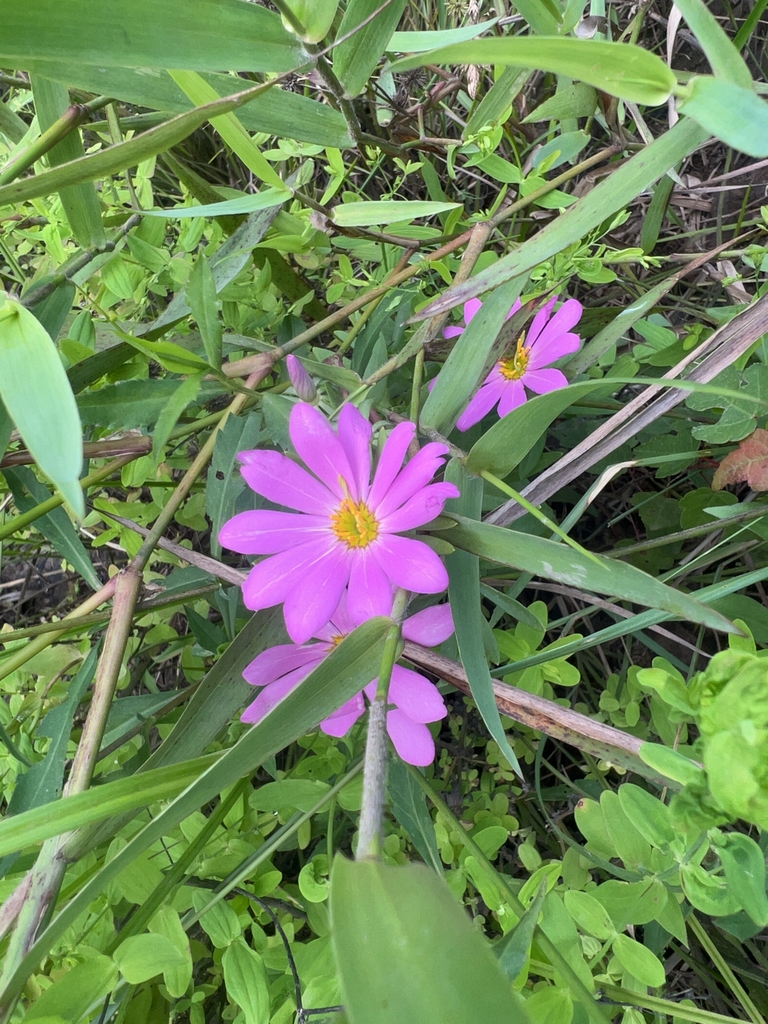 Flower in July in Escambia County, Florida