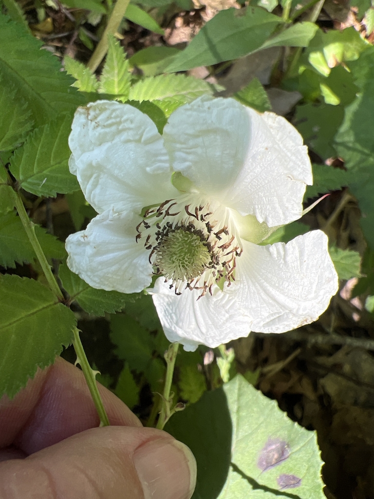 Flower in July in Tucker County, West Virginia