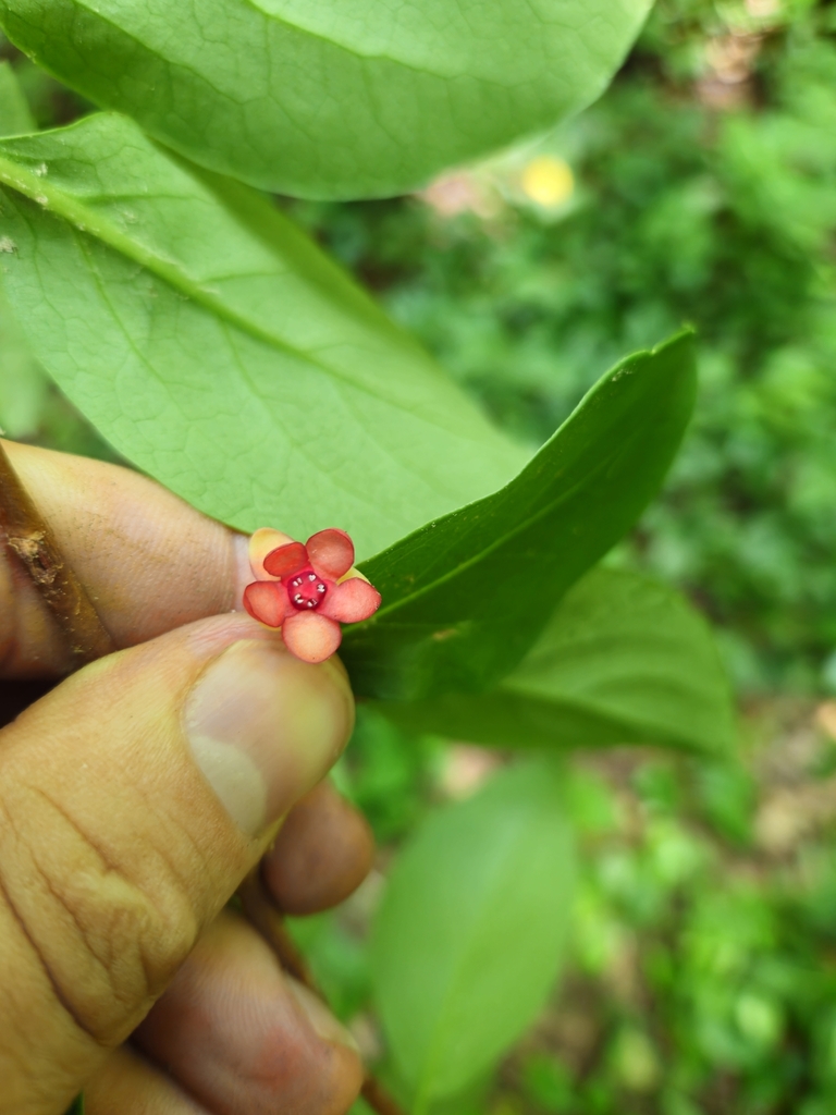 Flower in June in Buncombe County, North Carolina