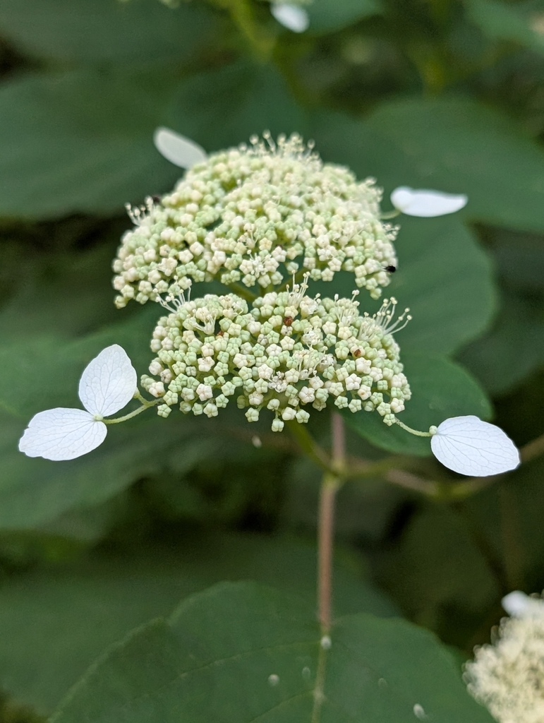 White flower bunch in June in Grundy County, Tennessee