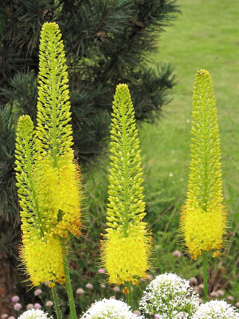 Cone shaped inflorescence on stalks with yellow flowers in June