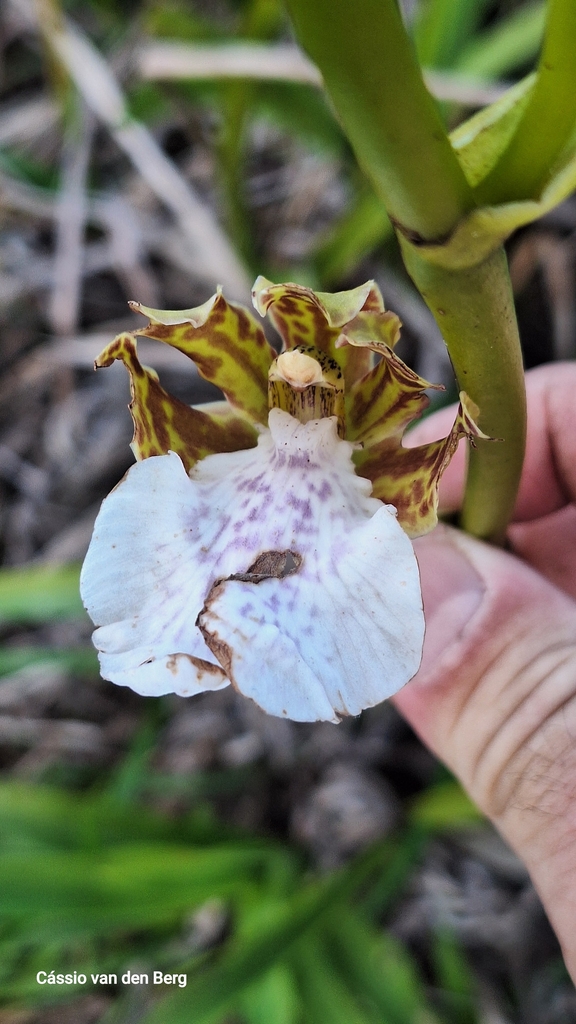 Flower in June in Esporido Santo, Brazil
