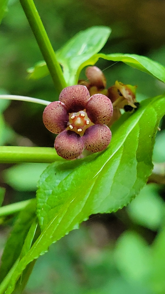 Flower in June in Felton, California