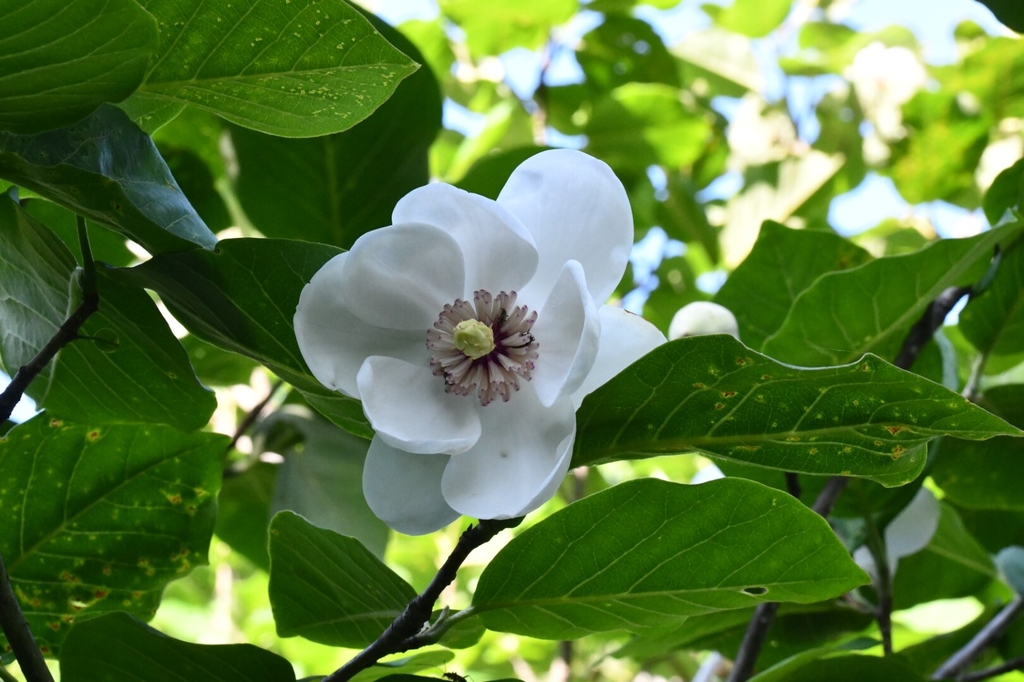 Flower & leaves in June in Peongchang in South Korea