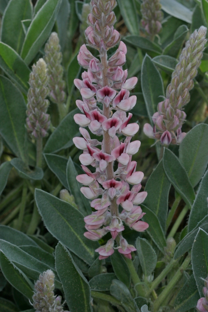 Flower/Leaves - May - Pender Co., NC