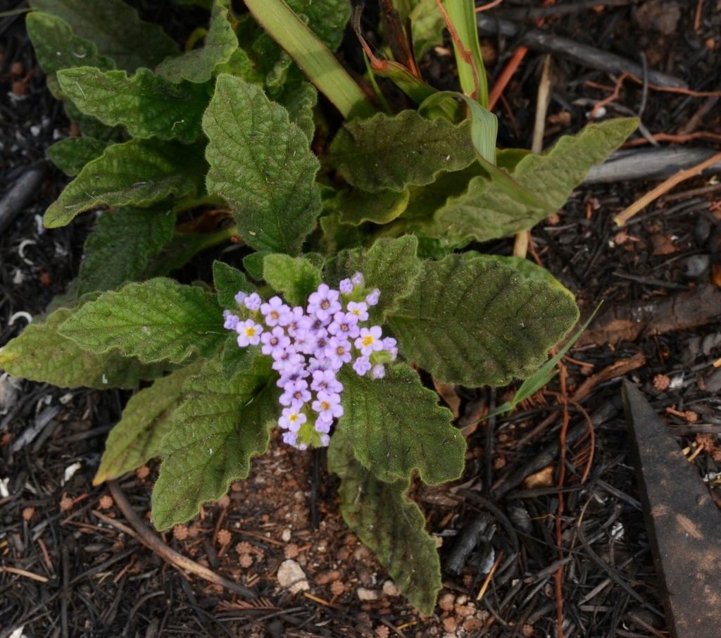 Leaves and flowers in September in Bashewa, South Africa