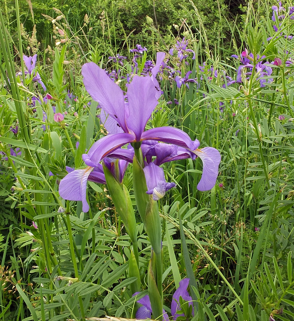 Flower in May in Bacs-Kiskun, Hungary
