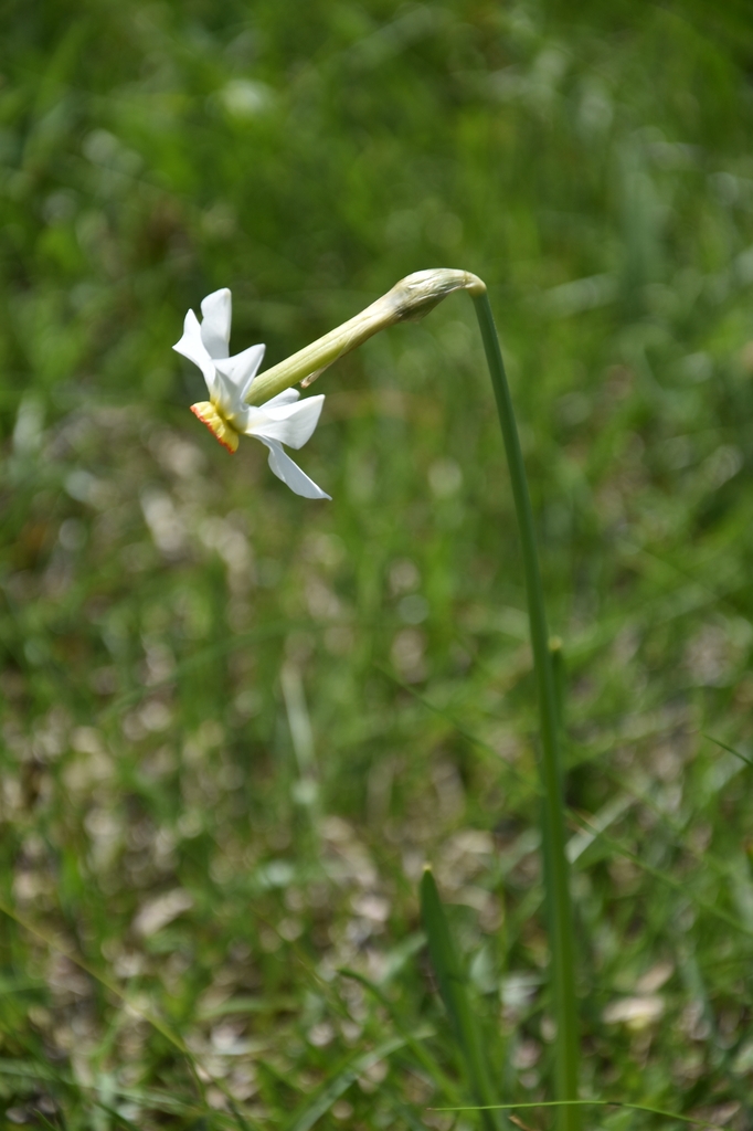Flower in May in Hautes-Alpes, Provence-Alpes-Côte d'Azur, Franc