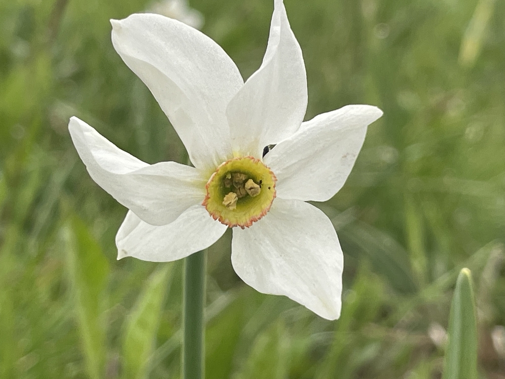 Flower in May in Lecco Lombardia in Italy