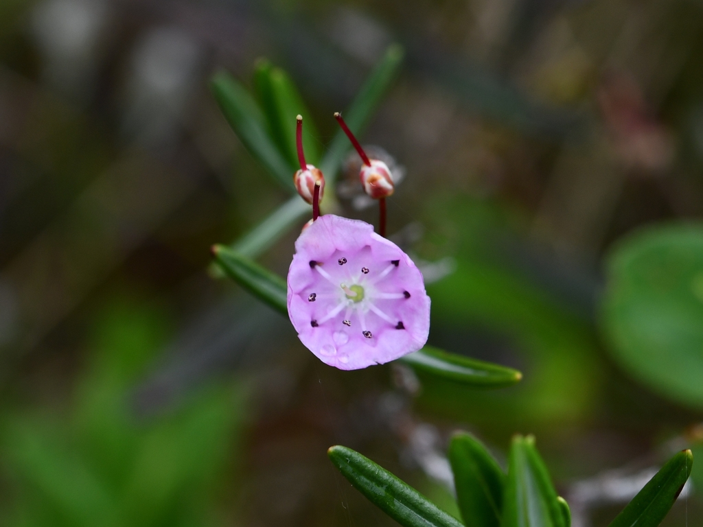 Flower closeup in May in Lewis County, New York