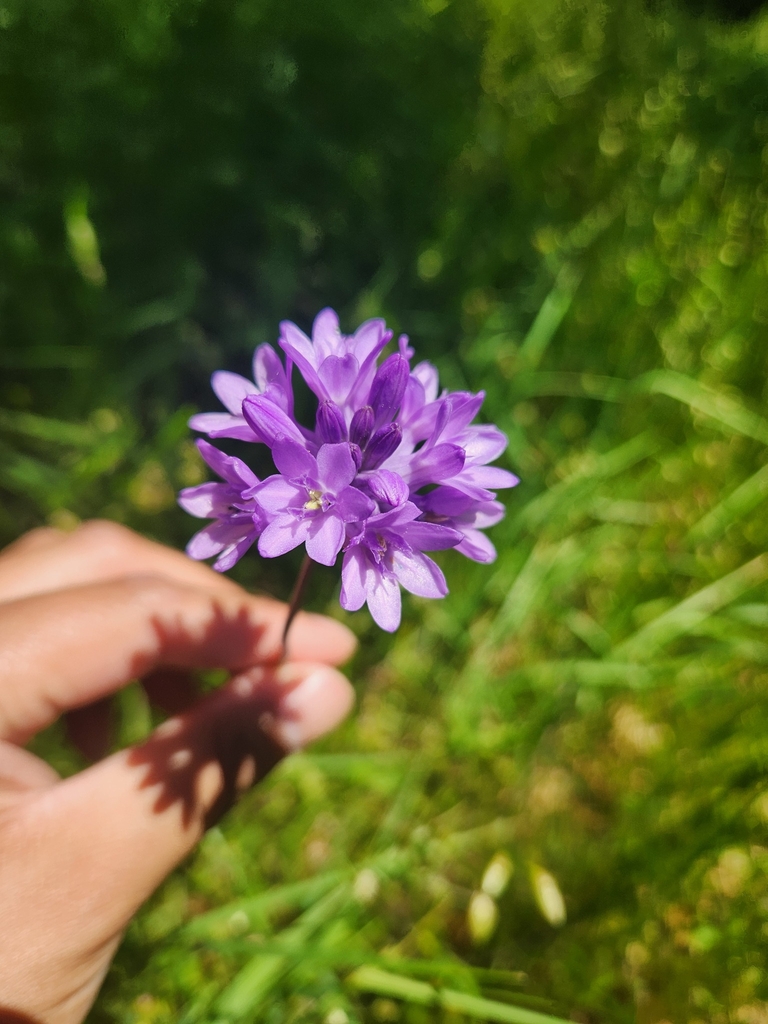 Flowers in May in Marin County, California