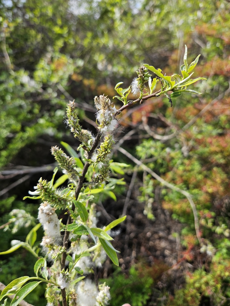Flowers in May in Westchester County, New York