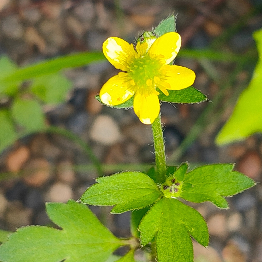 Five, glossy yellow petals, many stamens & many green carpels.