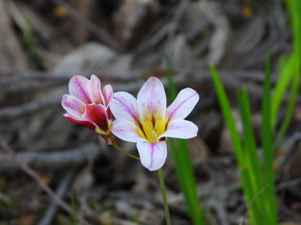 Flower in October in Adelaide Hills, Australia