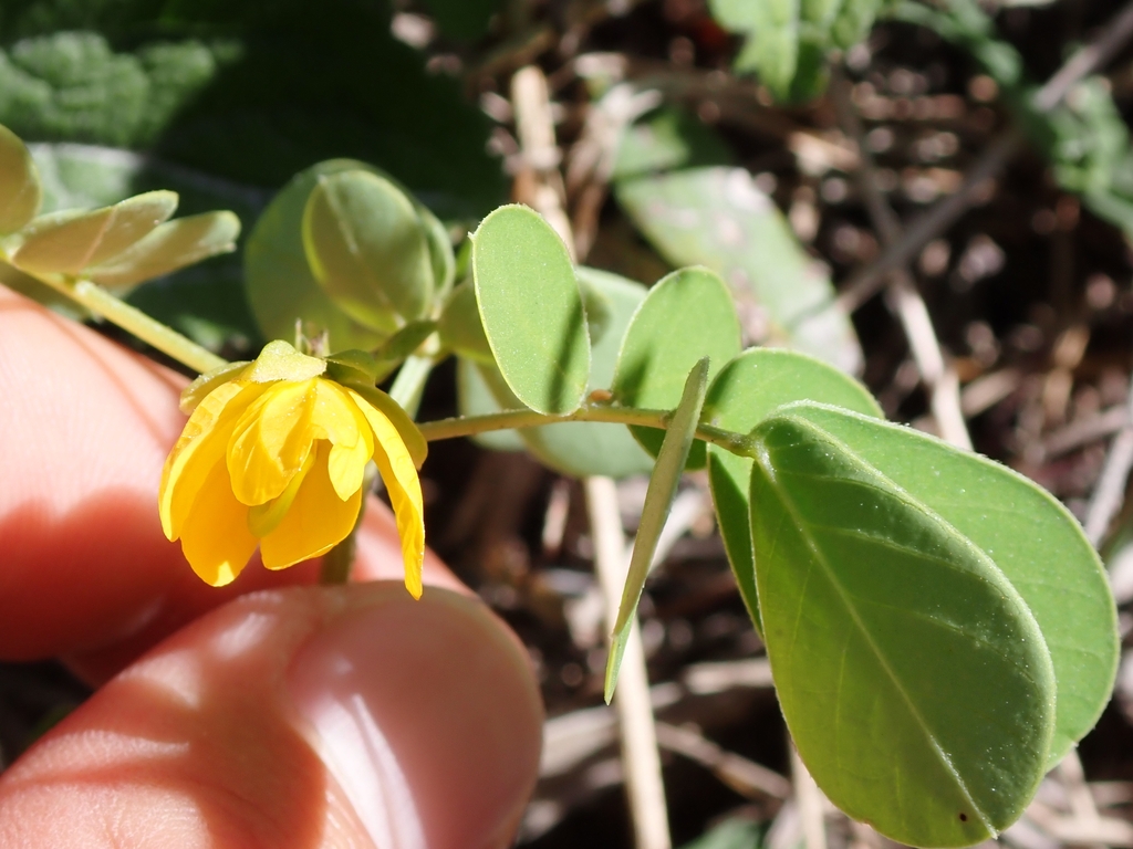 Yellow flower & leaves in October in Dare County, North Carolina