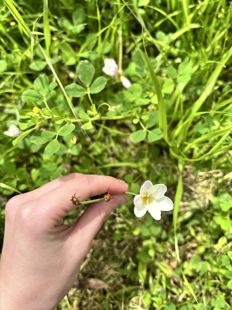 Flower in October in Onkaparinga, Australia