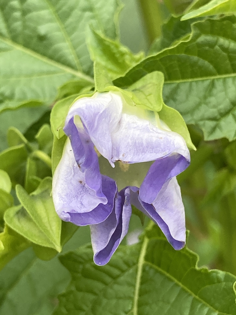 Flower in October in Tubingen, Germany