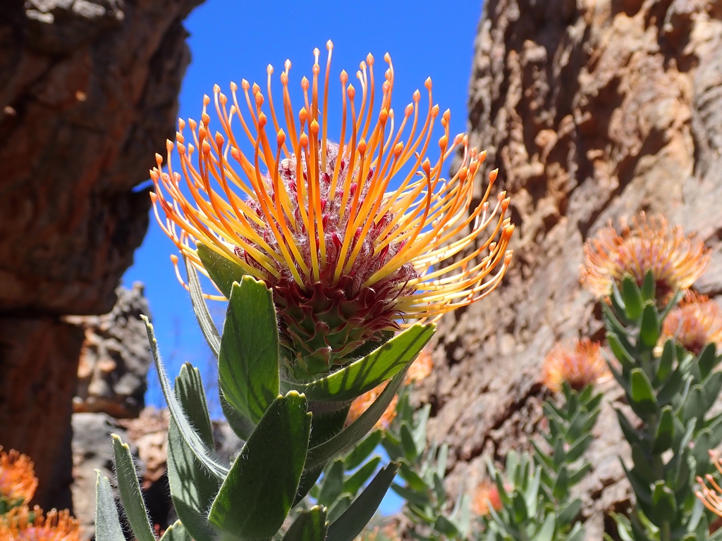 Flower in October in West Coast County, South Africa