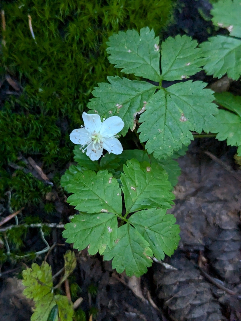 Flower in October in Whatcom County, Washington