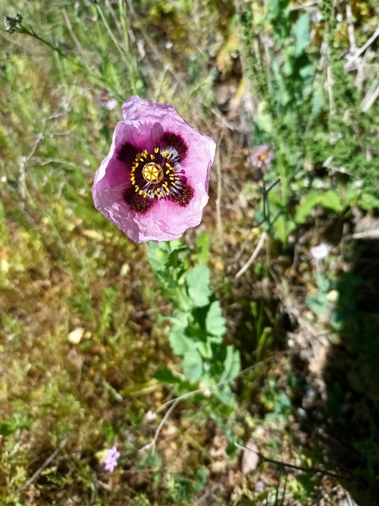 Flower in October in Elqui, Chile