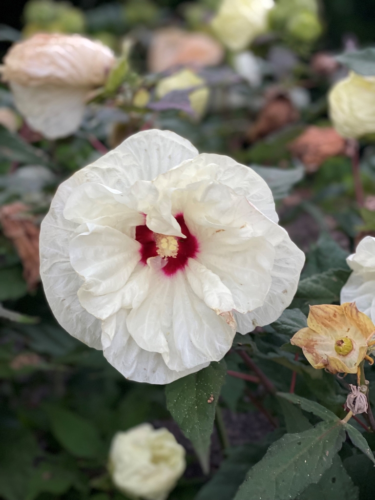 Flower/Seedpod - Summer - Mecklenburg Co., NC