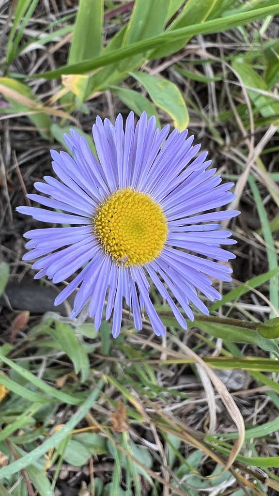 Flower closeup in September in Flagstaff, Arizona