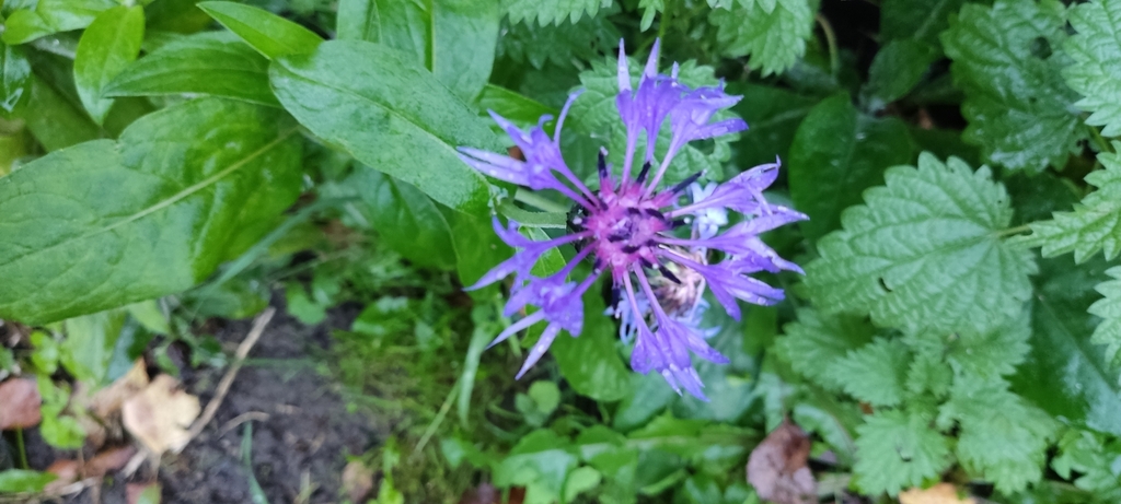 Top view of blue flower spikes in September in Moscow, Russia