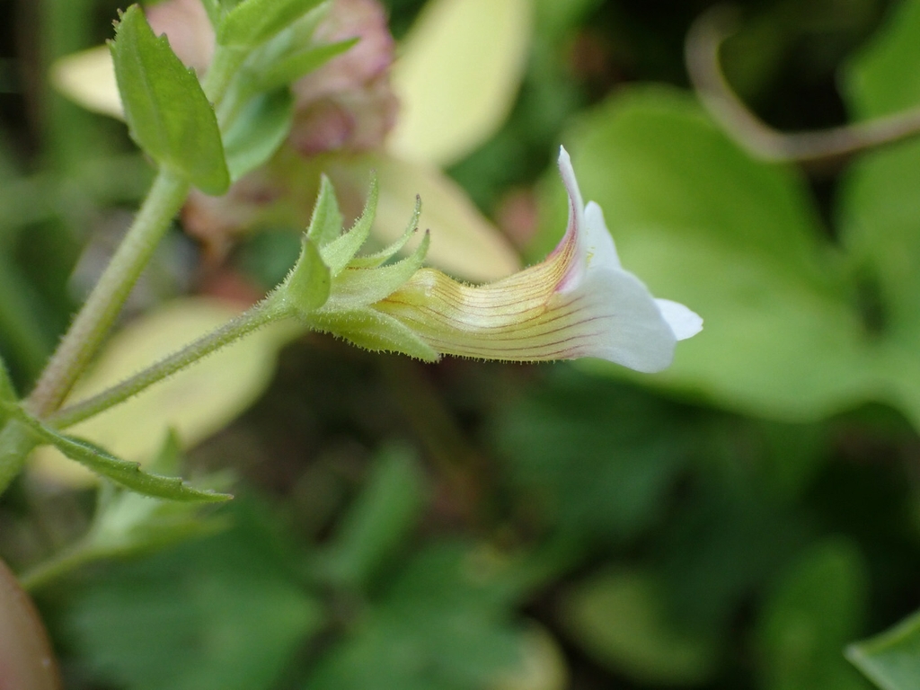 Flower side view in August in Macon County, North Carolina