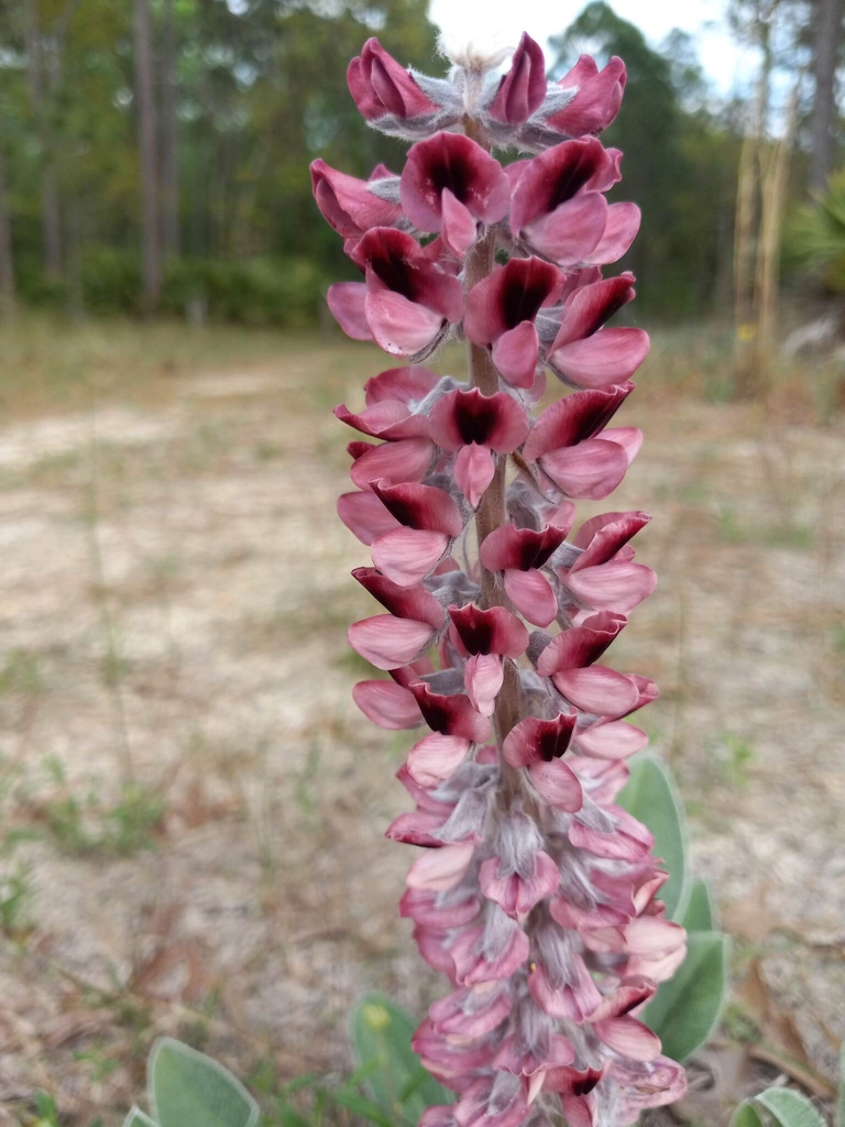 Reddish Flowers for Villosus in March in Duval County, Florida