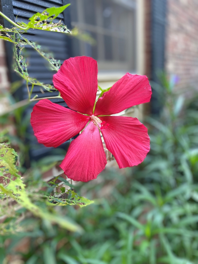 Flower - Summer - Mecklenburg Co., NC