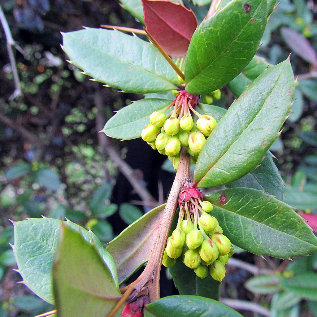 Flower Buds