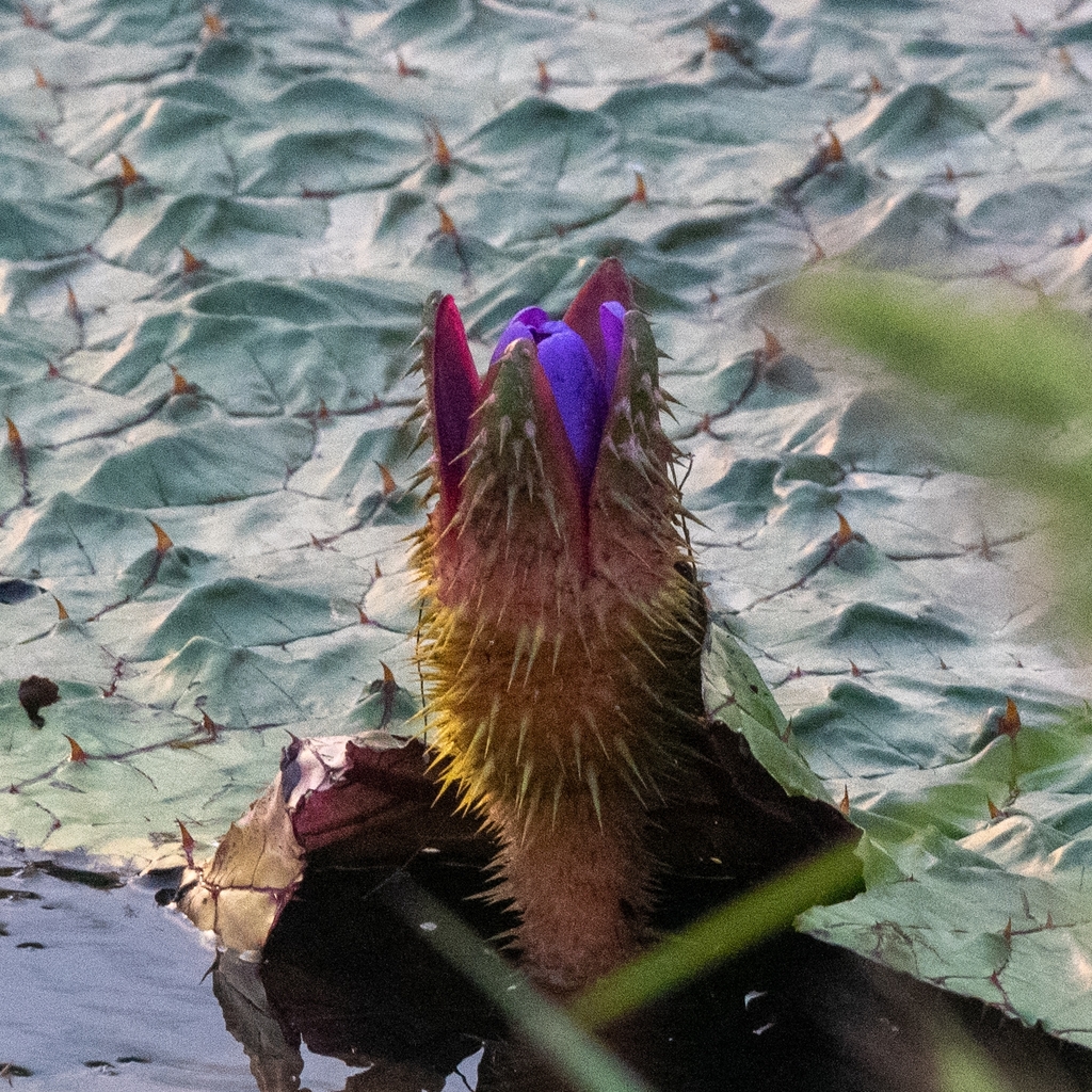 Flower bud & Leaf in April in Kamrup, Assam, India