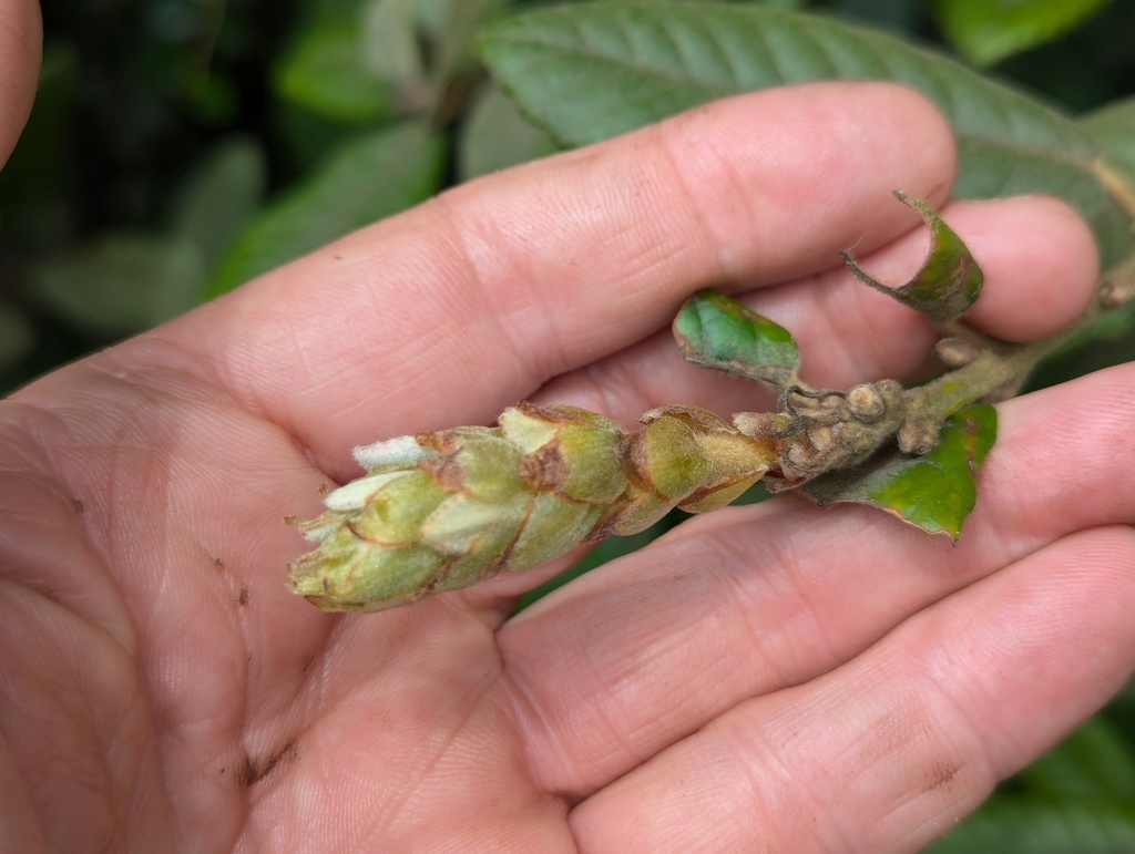 Flower bud in August in Humboldt County, California
