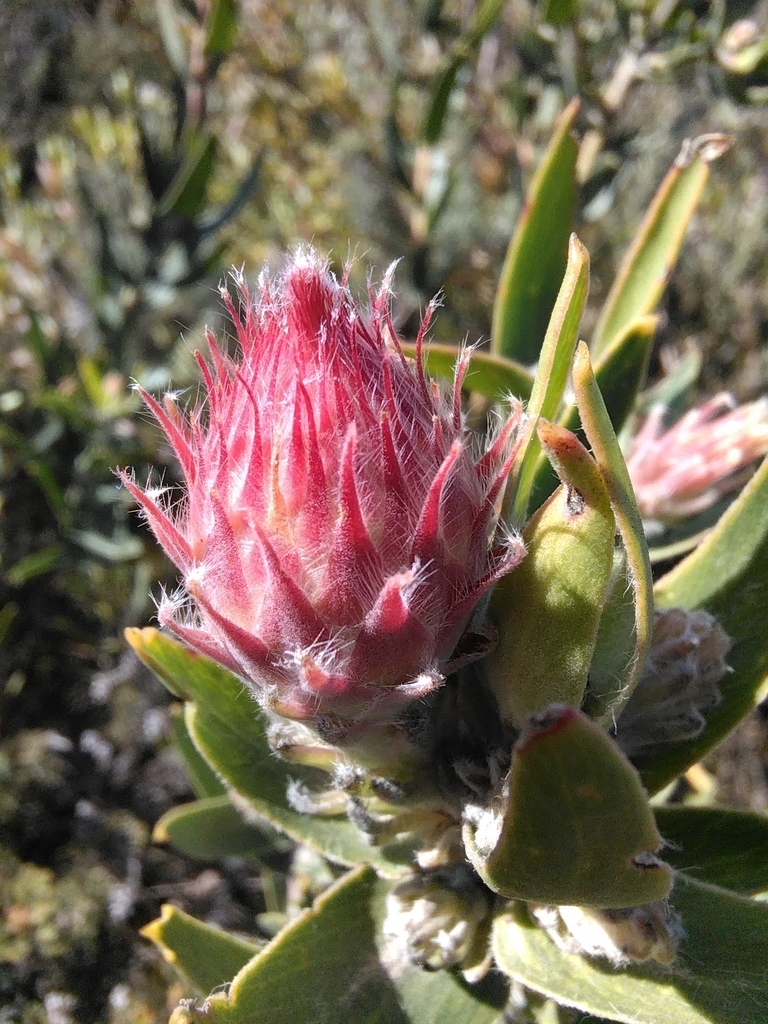 Flower bud in June in West Coast County, South Africa