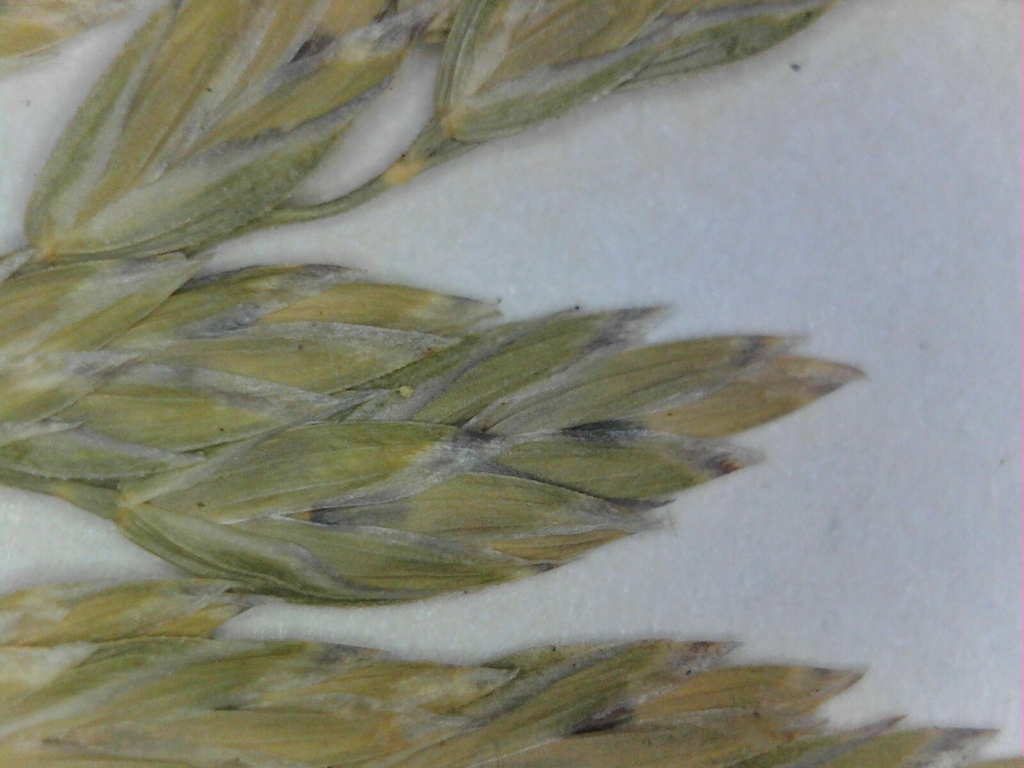 Flower buds close-up in May in Cuyahoga County, Ohio