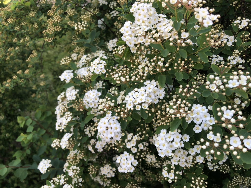Flowers and buds in April in Brest, Belarus