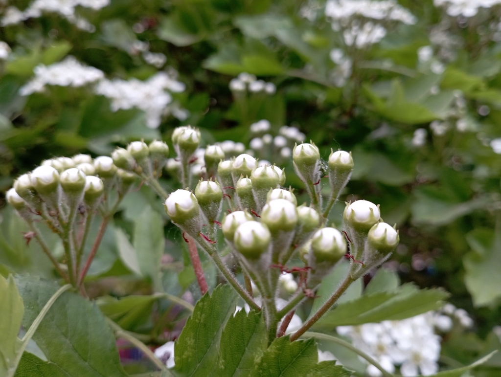 Flower buds in April in Beijing, China