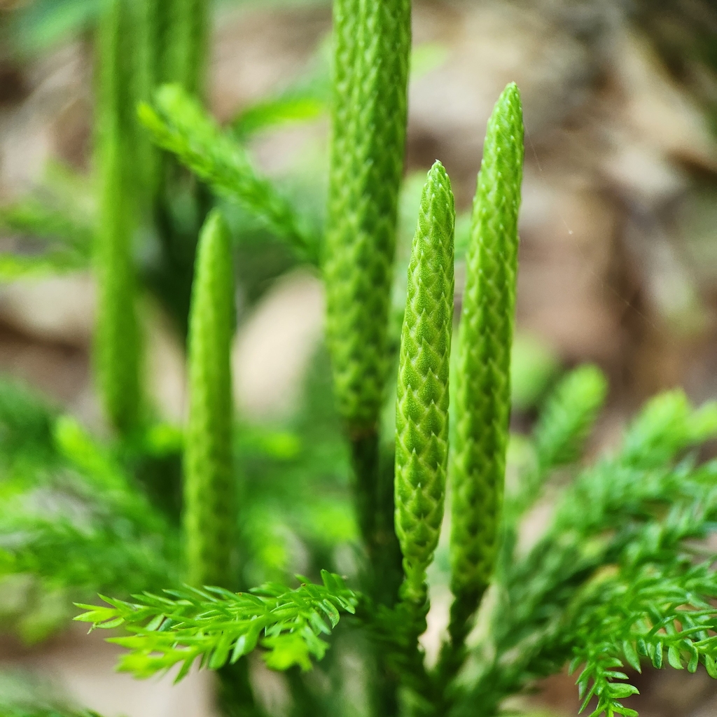 Flower buds in Jully in Washington County, Rhode Island