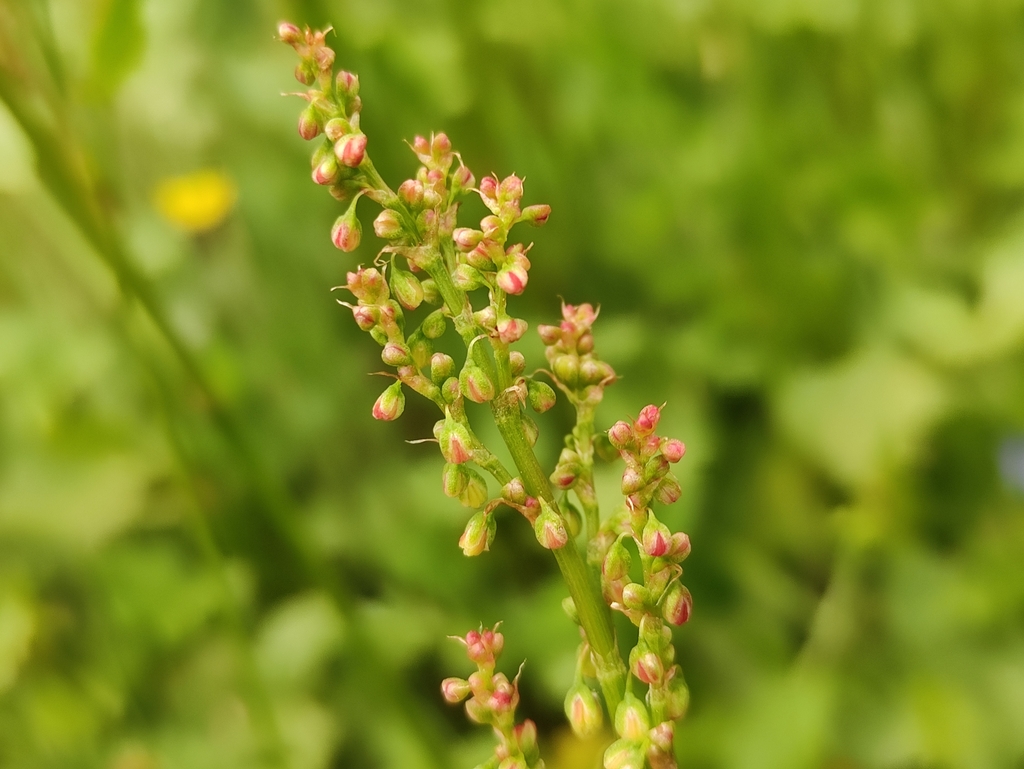 Flower buds in June in Provence-Alpes-Côte d'Azur, France