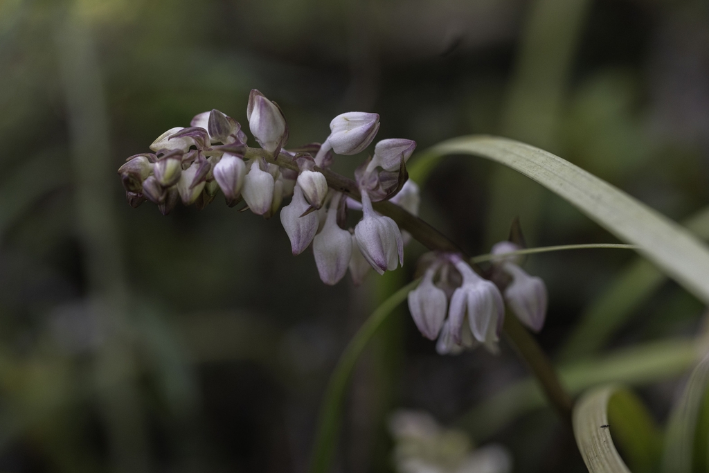 Flower buds in June in Darjeeling, India