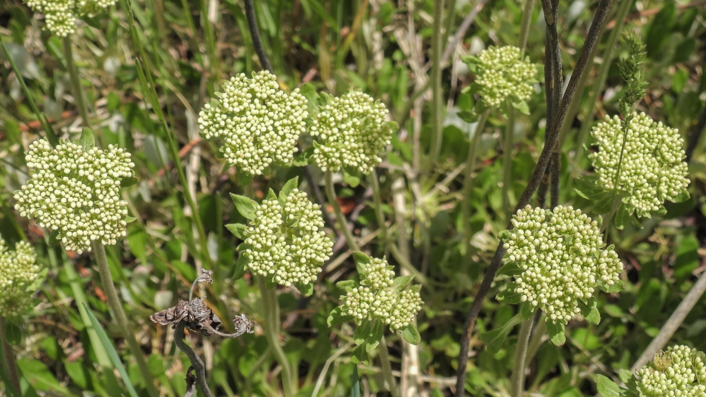 Flower buds in June in Gallatin County, Montana