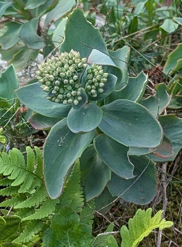 Flower buds and leaves in August in Warren County, Virginia