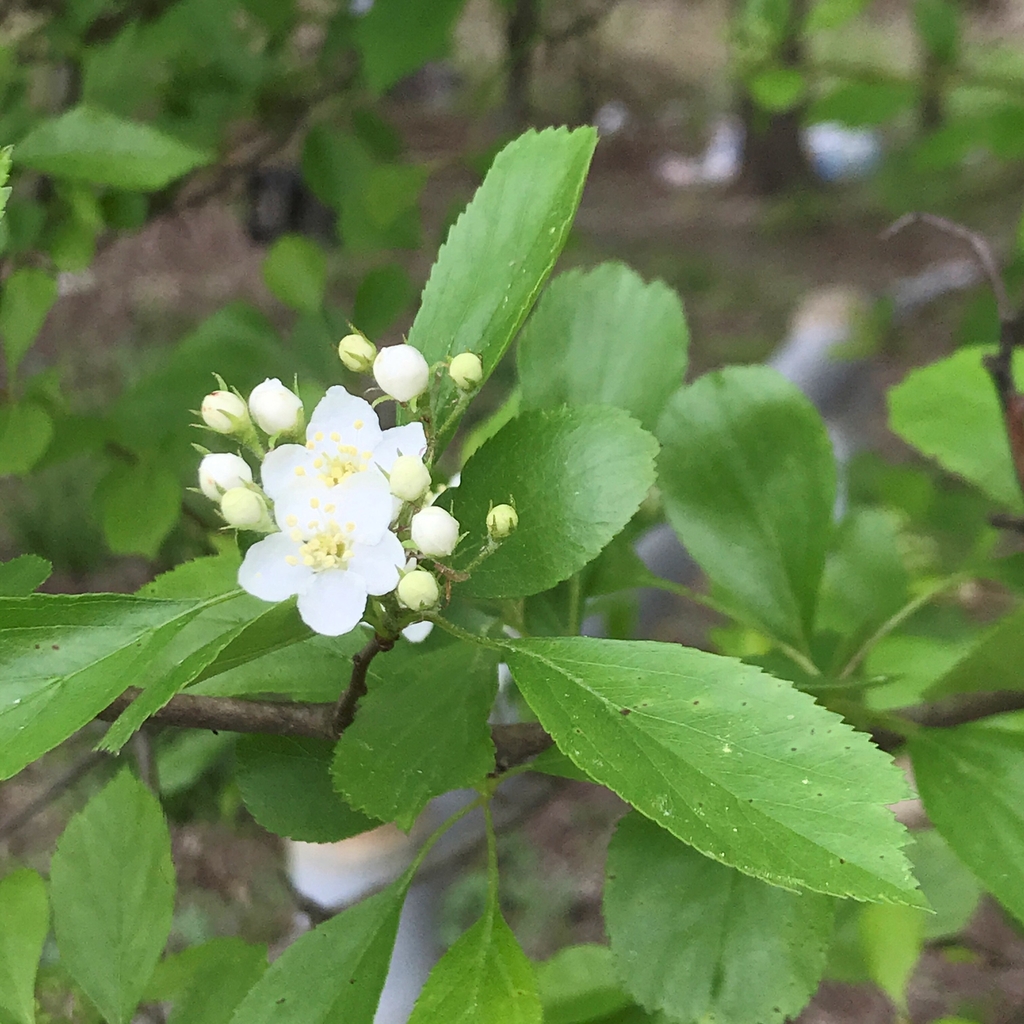 Flower and buds in March in Houston, Texas