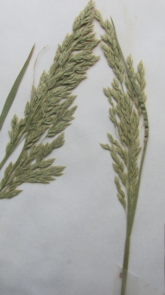 Flower buds in May in Cuyahoga County, Ohio