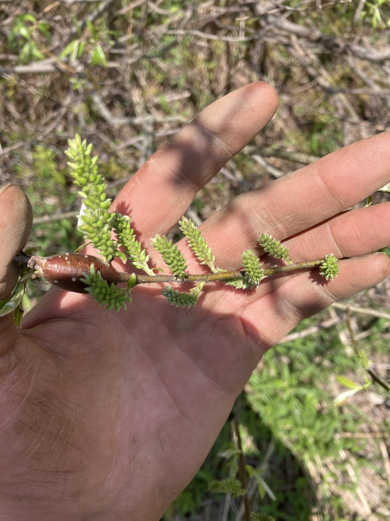 Flower buds in May in Washington County, Vermont