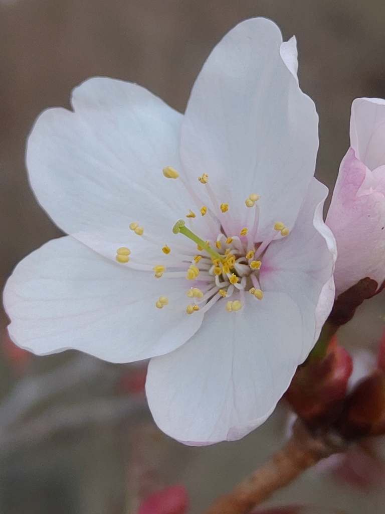 Flower close-up in May in Shkotovskiy rayon, Russia