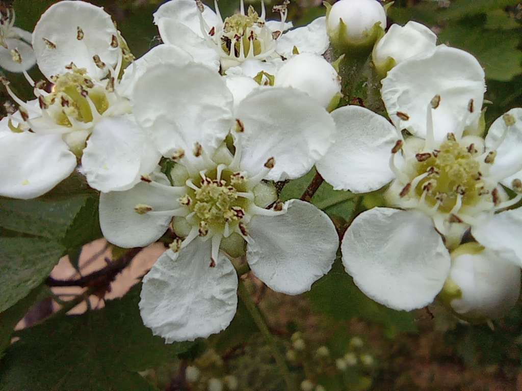 Closeup of Flowers in April in Beijing, CN